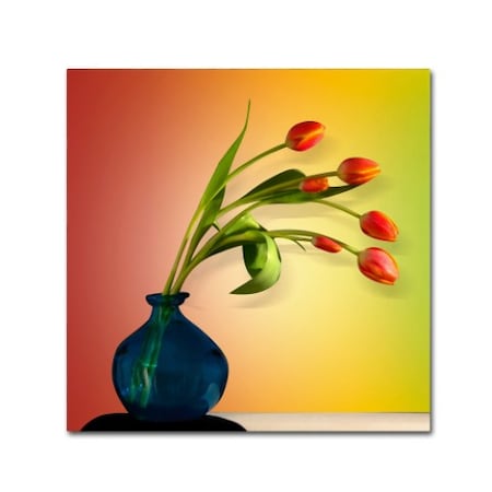 Mark Ashkenazi 'Tulips 5' Canvas Art,24x24